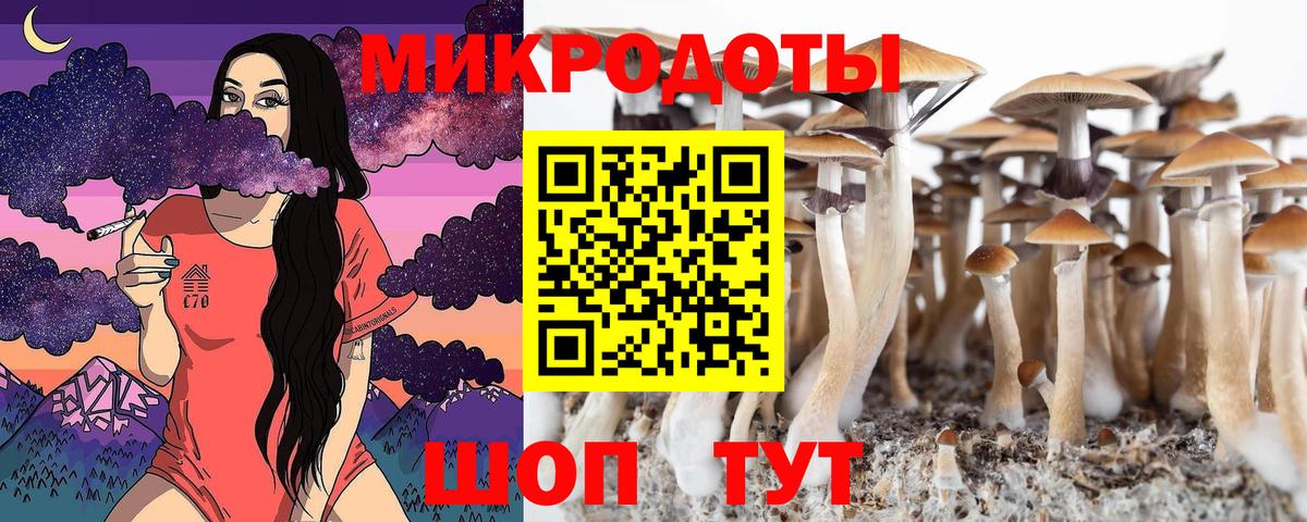Псилоцибиновые грибы Psilocybe Лениногорск